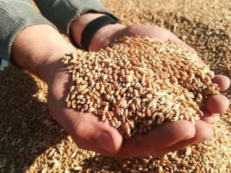Ukraine and Poland could not agree on the transit of Ukrainian grain through the Polish...
